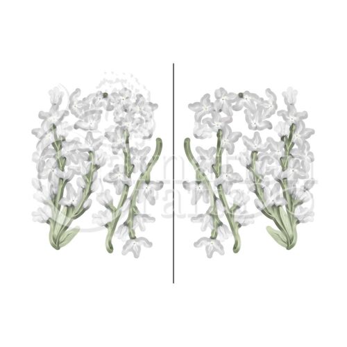 Carnation Crafts Night-scented Stock Vignette Downloads - Vignette 5