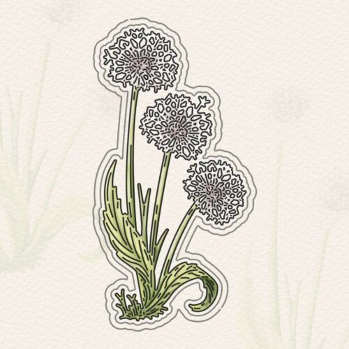 Dandelion Die Set