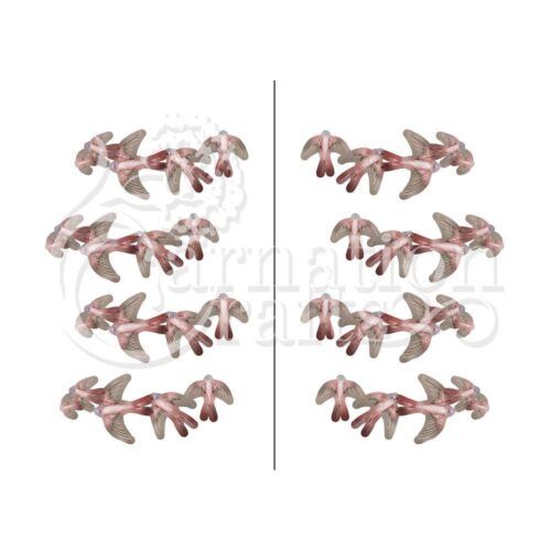 Carnation Crafts Flourish Of Swallows Vignette Downloads - Vignette 3