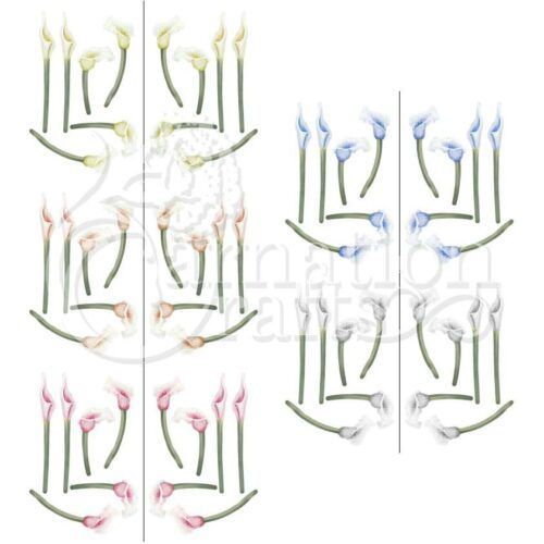 Carnation Crafts Tranquil Lily Vignette Downloads