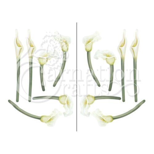 Tranquil Lily Vignette 1 Image