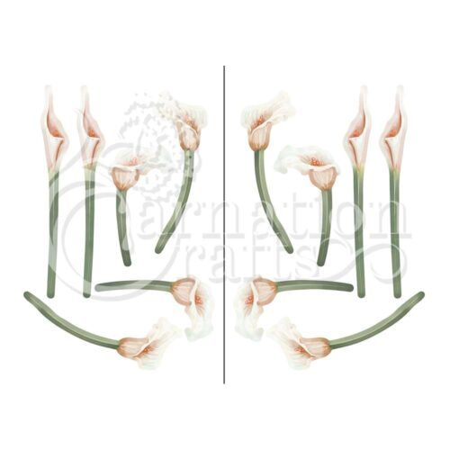 Tranquil Lily Vignette 2 Image