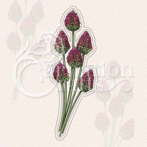 Drumstick Alliums Die Set