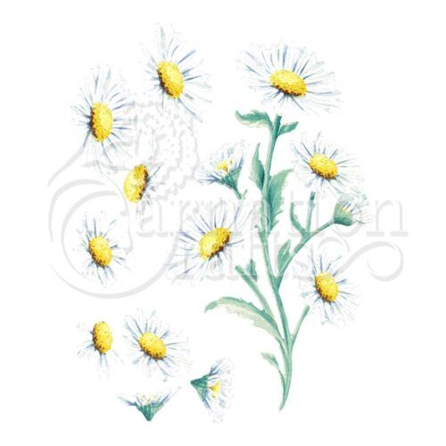Daisy Spray ECM Download