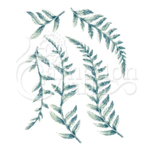 Ferns ECM Download