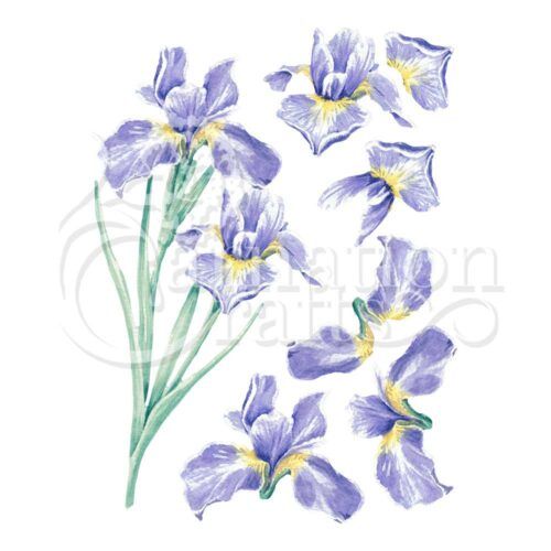 Iris ECM Download