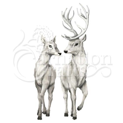 Magnes & Maya ECM Download