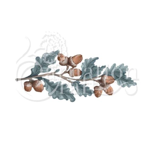 Acorn ECM Download