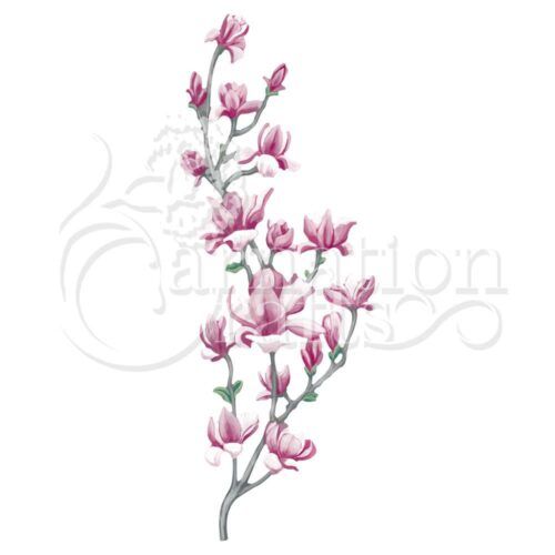Magnolia ECM Download