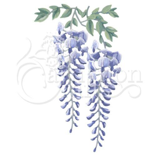 Wisteria ECM Download