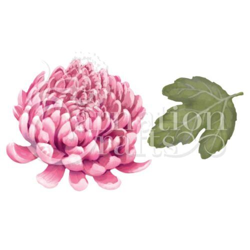 Chrysanthemum ECM Download