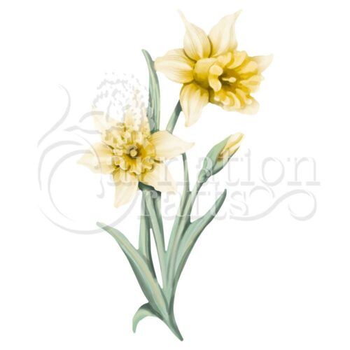 Dainty Daffodil ECM Download