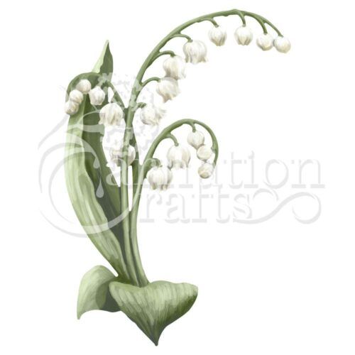 Lily Of The Valley ECM Download