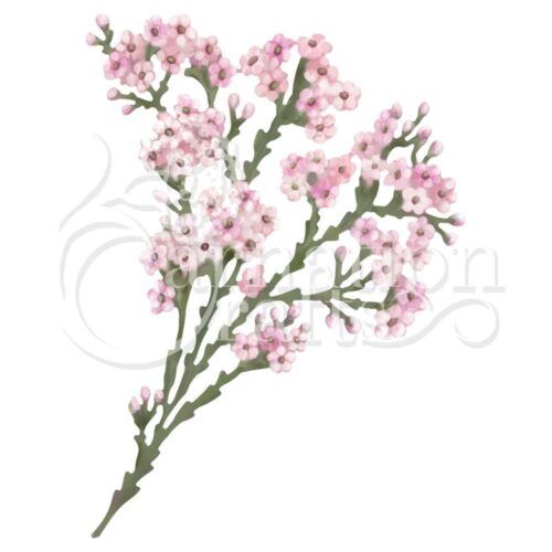 Wax Flower ECM Download