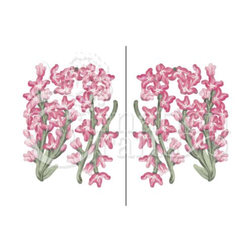 Carnation Crafts Night-scented Stock Vignette Downloads - Vignette 3