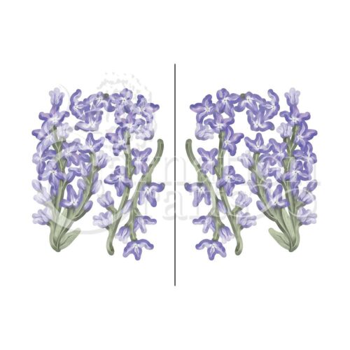 Carnation Crafts Night-scented Stock Vignette Downloads - Vignette 1