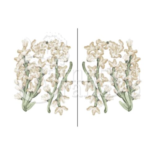 Carnation Crafts Night-scented Stock Vignette Downloads - Vignette 4