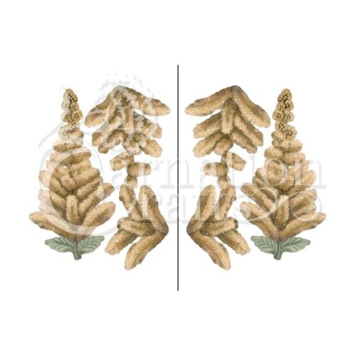 Carnation Crafts Astilbe Vignette Downloads - Vignette 4